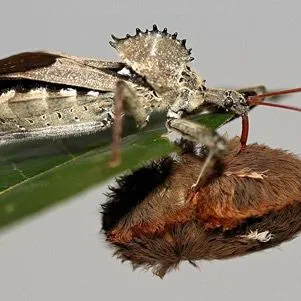 thumbnail for publication: Wheel Bug, Arilus cristatus (Linnaeus) (Insecta: Hemiptera: Reduviidae)